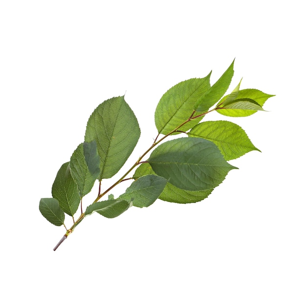 Branche d'arbre avec des feuilles vertes sur fond blanc