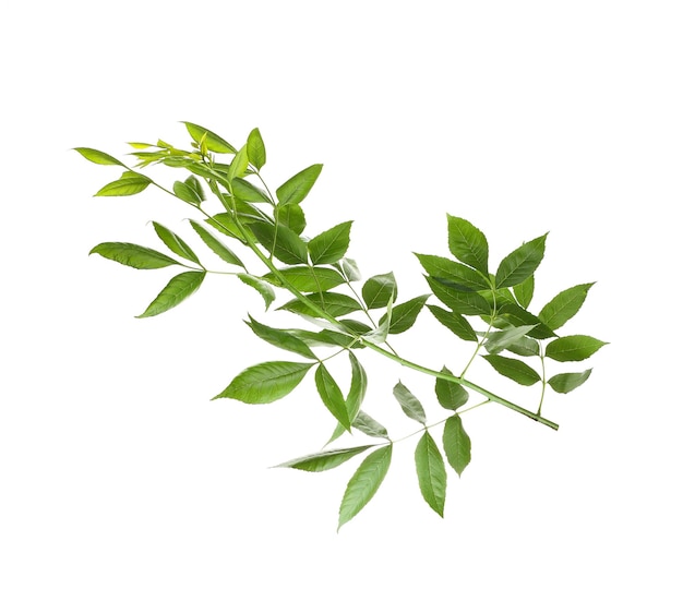 Branche d'arbre avec des feuilles vertes sur fond blanc
