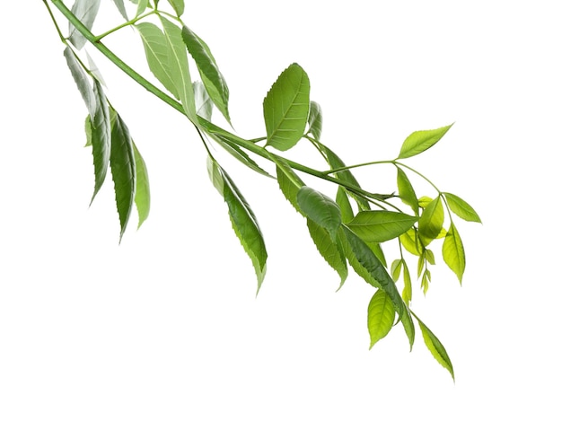 Branche d'arbre avec des feuilles vertes sur fond blanc