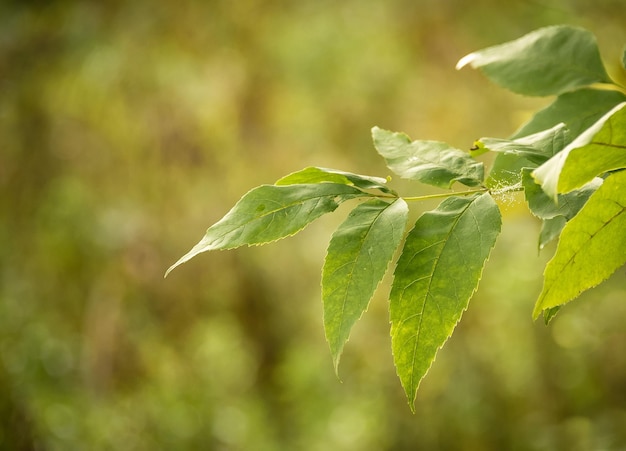 Une branche d'arbre avec des feuilles vertes sur le fond de la nature