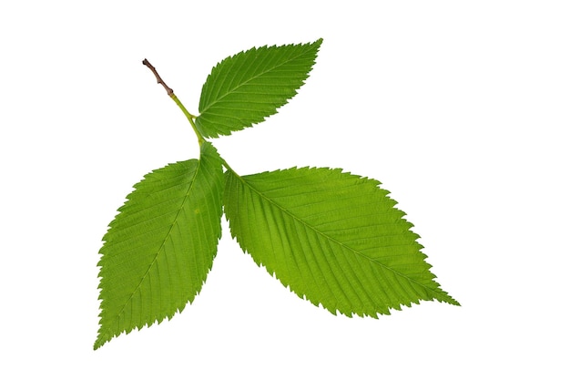 une branche d'arbre avec des feuilles vertes isolées sur fond blanc