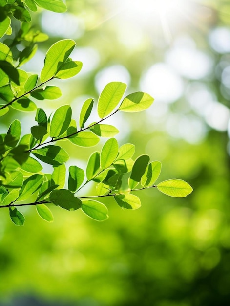 une branche d'un arbre avec des feuilles vertes qui sont floues à l'arrière-plan