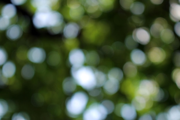 Une branche d'arbre avec des feuilles vertes et le soleil qui brille à travers elle