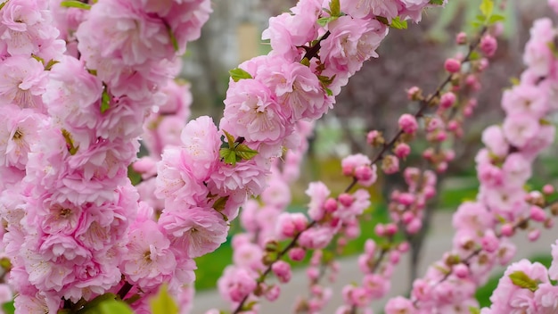 Branche d'arbre de fleur de cerisier rose Sakura se bouchent dans le fond du jardin printemps