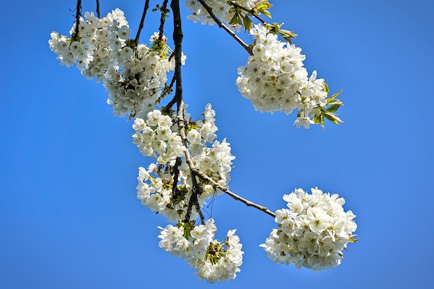 Une branche d'arbre en fleurs au printemps avec un ciel bleu en arrière-plan