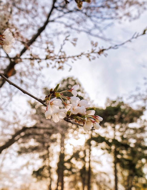 Une branche d'arbre avec des fleurs blanches au premier plan avec le soleil qui brille à travers les arbres.