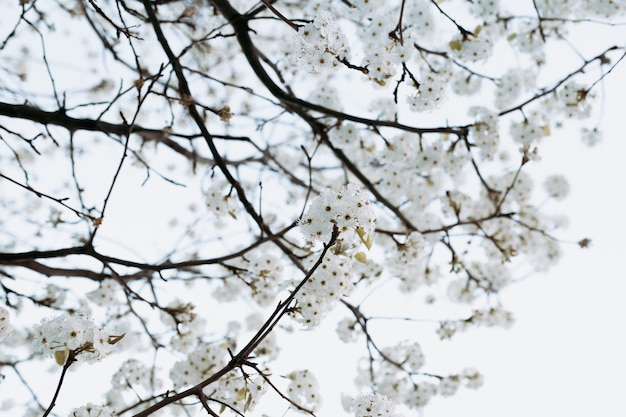 Photo branche avec arbre de fleurs blanches au printemps