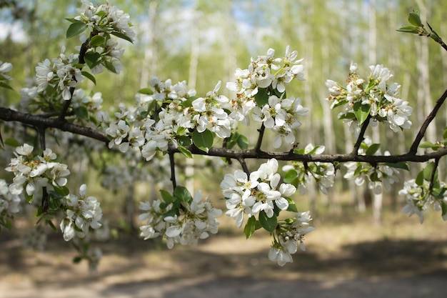 Branche d'arbre à fleurs blanches dans la forêt