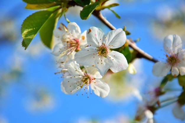 Une branche d'un arbre à fleurs blanches Fleurs de cerisier