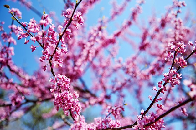 Branche d&#39;arbre de fleurs de cerisier