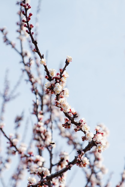 Branche d'arbre avec des fleurs contre le ciel bleu Arbre en fleurs au printemps Printemps