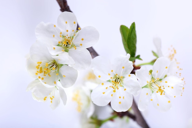 Branche d'arbre en fleurs avec des fleurs blanches isolées sur blanc