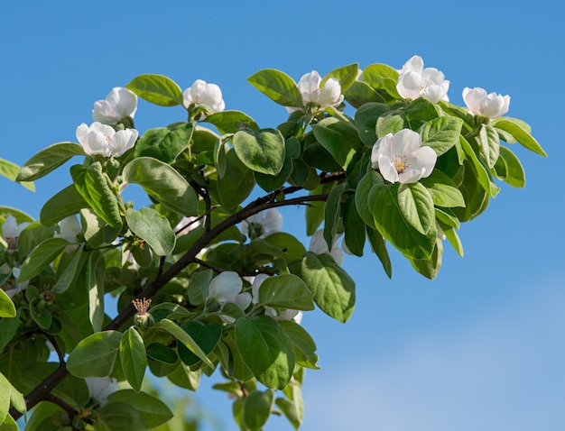 Branche d'arbre en fleurs avec des fleurs blanches