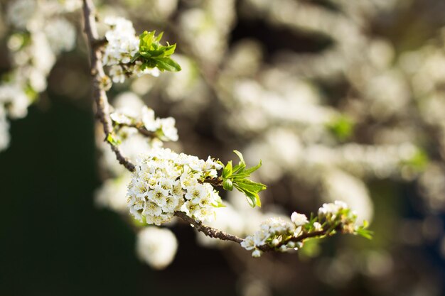 Branche d'un arbre en fleurs en fleurs