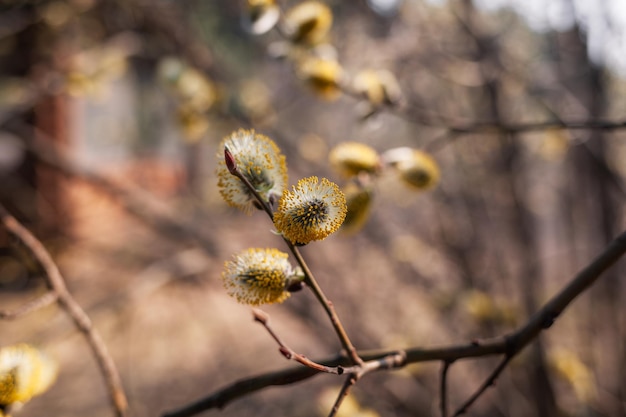 Une branche d'un arbre avec des fleurs jaunes et un bourgeon jaune