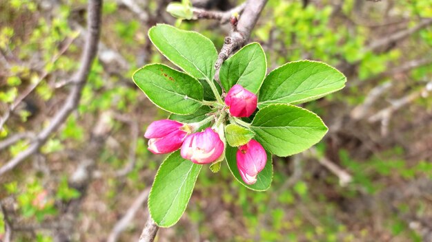 une branche d'arbre avec des fleurs roses et un bourgeon du bourgeon de la fleur de cerise