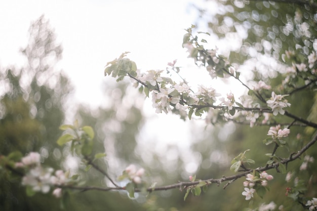 Une branche d'arbre avec des fleurs roses et des feuilles vertes