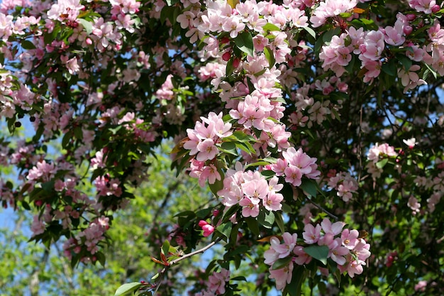 Photo branche d'un arbre en fleurs