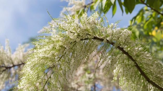 Une branche d'arbre en fleurs