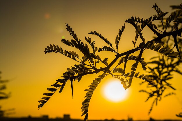 Branche d'arbre sur fond de coucher de soleil