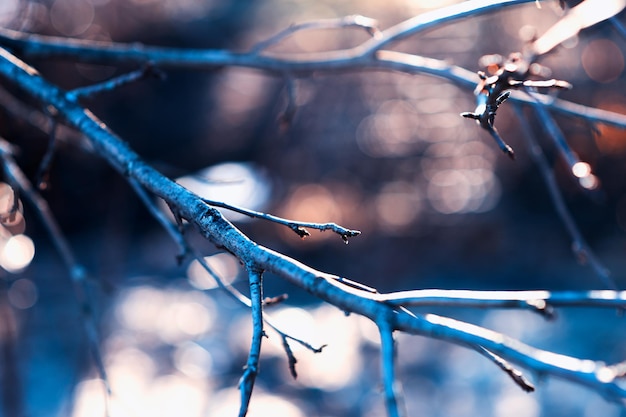 Branche d'arbre avec fond de fuite de lumière hd