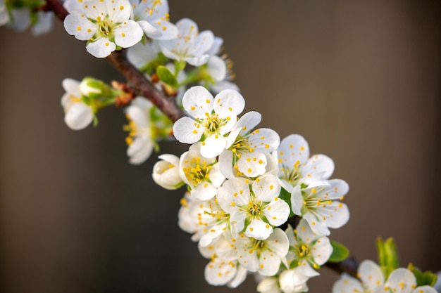 Branche d'arbre fruitier en fleur