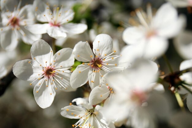 Branche d'arbre fruitier en fleurs le jour du printemps