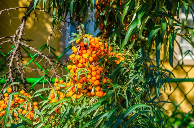 Une branche d'un arbre avec des fruits orange dessus