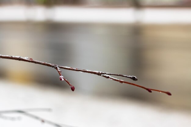 Branche d'arbre glacé en hiver se bouchent