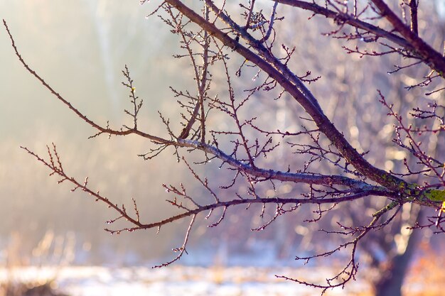 La branche d'arbre en hiver est contre le soleil par une belle journée ensoleillée_