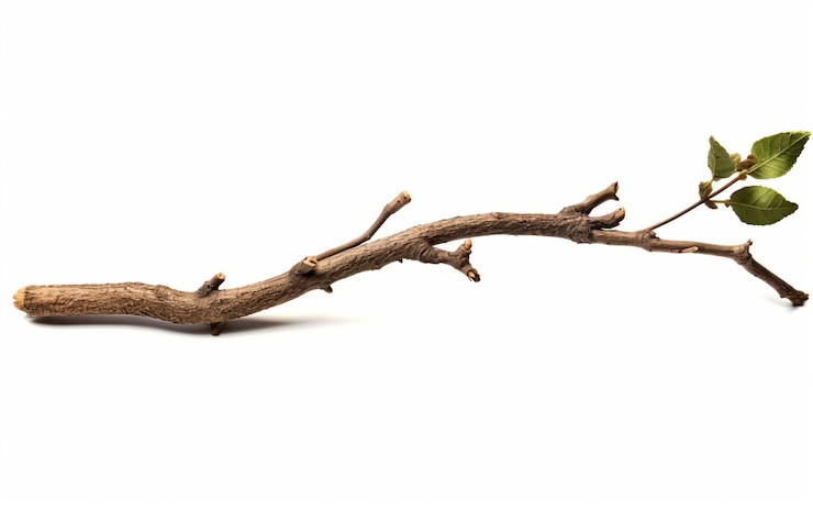Photo branche d'arbre isolée