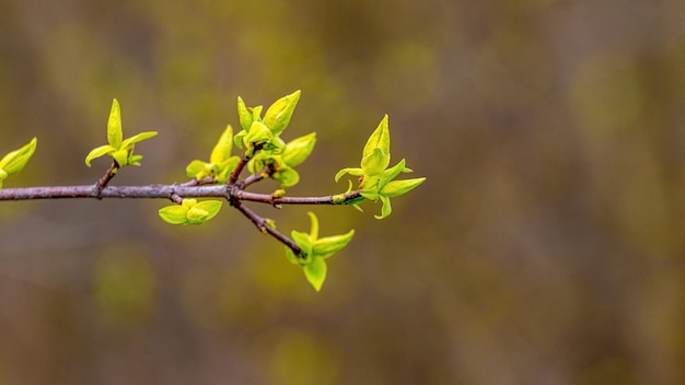 Branche d'arbre avec de jeunes feuilles tendres dans la forêt sur un arrière-plan flou