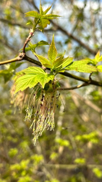 Branche d'arbre avec de jeunes feuilles