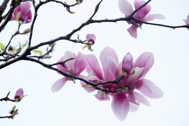Photo branche d'arbre de magnolia avec des fleurs