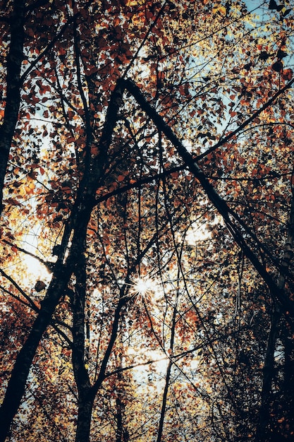 une branche d'arbre avec le mot "chute" dessus