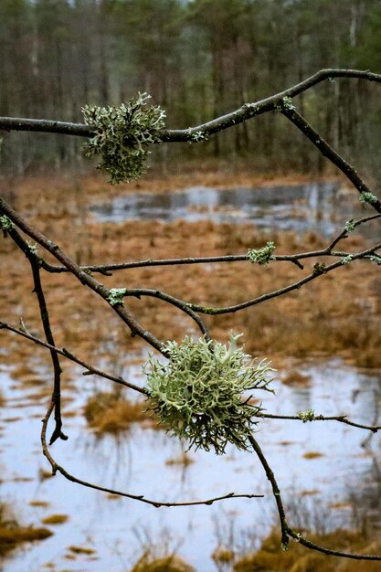 Une branche d'arbre avec de la mousse dessus et un étang en arrière-plan