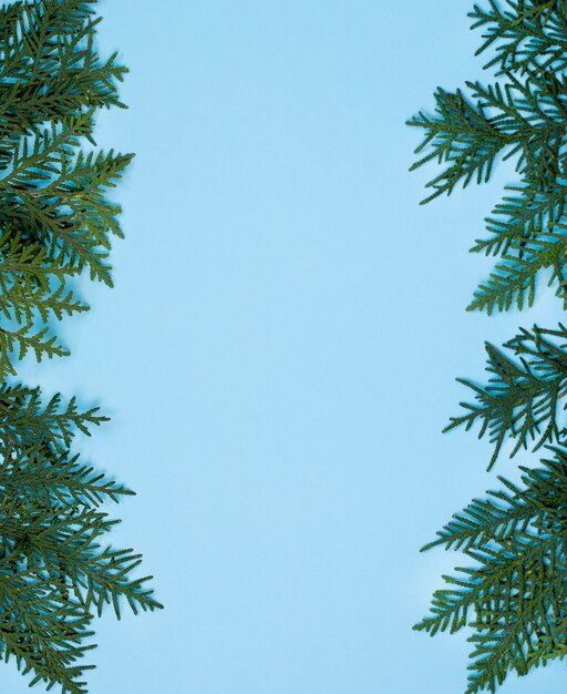 Branche d&#39;arbre de Noël sur bleu. Vue de dessus