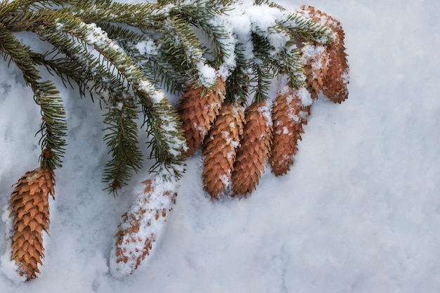 Branche d'arbre de Noël avec des cônes sous la neige