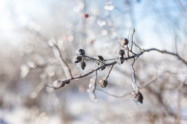 Branche d'arbre de Noël avec de la neige, conte de fées d'hiver, rose sauvage dans la neige