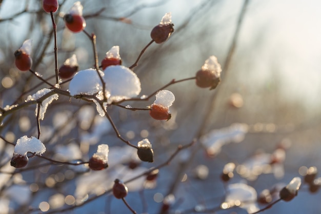 Branche d'arbre de Noël avec de la neige, conte de fées d'hiver, rose sauvage dans la neige