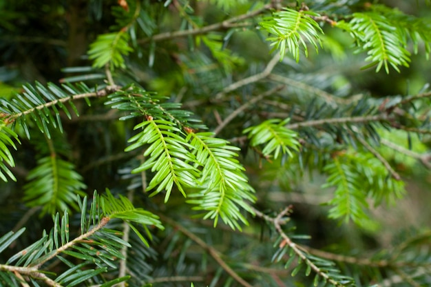 branche d&#39;arbre de Noël