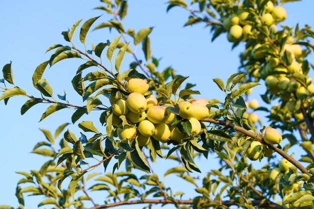 Photo une branche d'un arbre avec de nombreuses pommes vertes