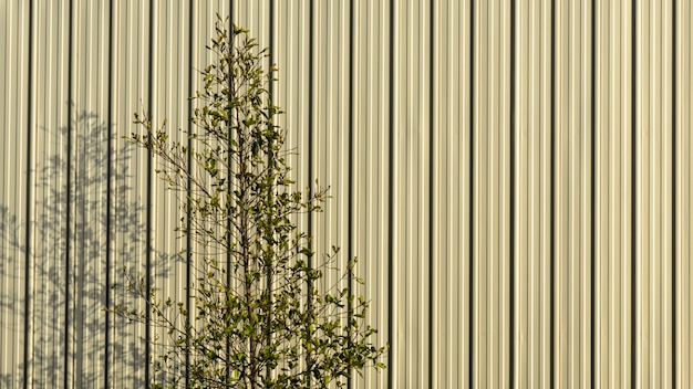 Branche d&#39;arbre et ombre sur le mur de tôle le matin.