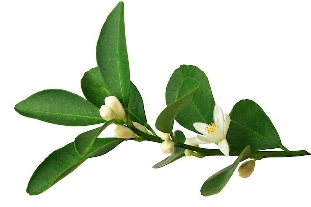 une branche d'un arbre orange ou mandarine avec des fruits et des fleurs isolé sur fond blanc