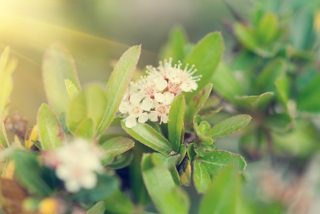 Branche d'arbre avec de petites fleurs blanches au soleil