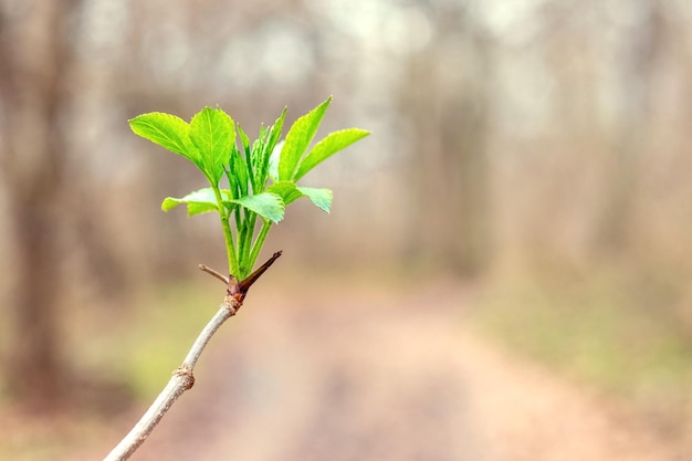 Une branche d'un arbre avec les premières jeunes feuilles vertes dans la forêt par temps ensoleillé