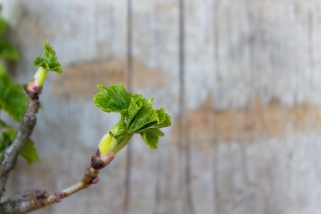 Branche d'arbre de printemps dans un vase Jeunes feuilles vertes sur une branche de cassis Branche de concept de printemps avec de jeunes feuilles jeunes pousses