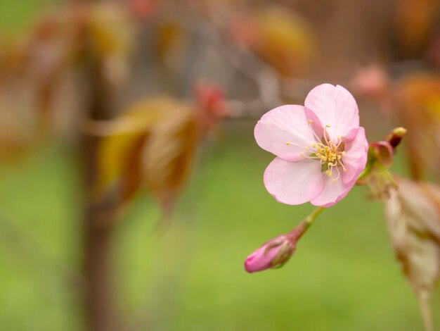 Branche d'un arbre qui fleurit au printemps