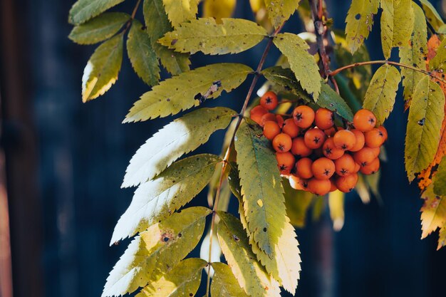 Branche d'arbre de Rowan avec des baies oranges