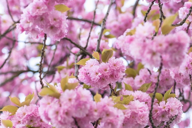 Branche d'arbre Sakura avec des fleurs sur un flou